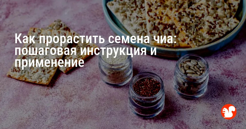 Как прорастить семена чиа: пошаговая инструкция и применение