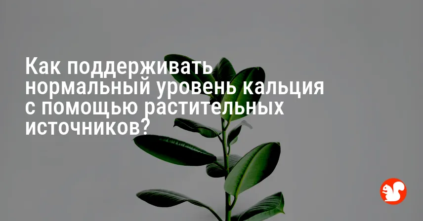 Как поддерживать нормальный уровень кальция с помощью растительных источников?