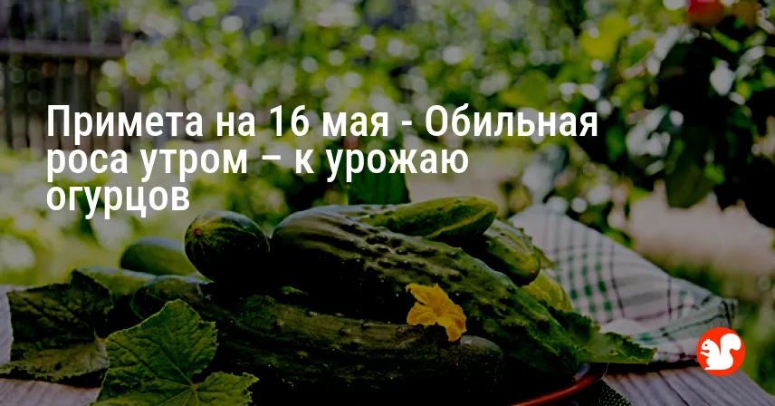 Примета на 16 мая — Обильная роса утром – к урожаю огурцов