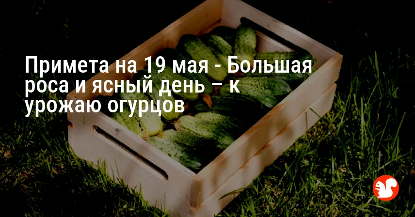 Примета на 19 мая — Большая роса и ясный день – к урожаю огурцов