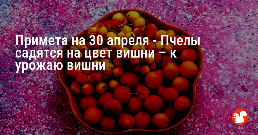 Примета на 30 апреля — Пчелы садятся на цвет вишни – к урожаю вишни