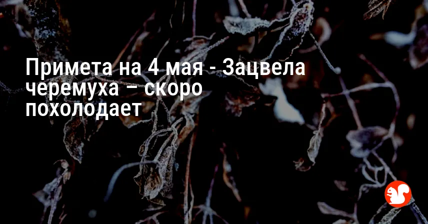 Примета на 4 мая — Зацвела черемуха – скоро похолодает
