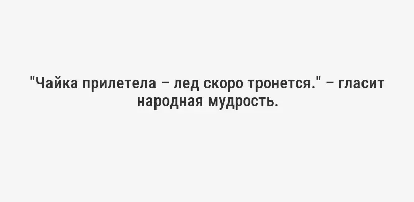"Чайка прилетела – лед скоро тронется." – гласит народная мудрость.