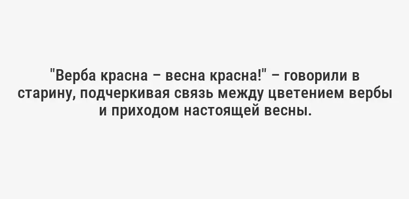 "Верба красна – весна красна!" – говорили в старину, подчеркивая связь между цветением вербы и приходом настоящей весны.