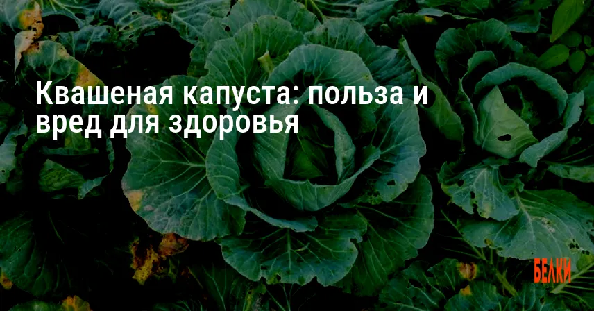 Квашеная капуста: польза и вред для здоровья