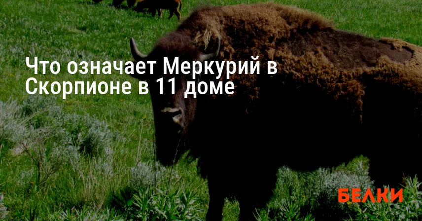 Что означает Меркурий в Скорпионе в 11 доме