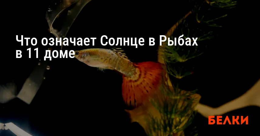 Что означает Солнце в Рыбах в 11 доме