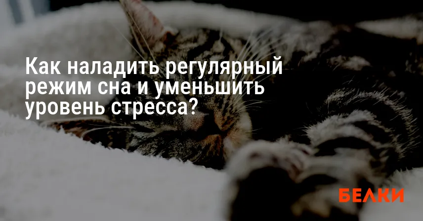 Как наладить регулярный режим сна и уменьшить уровень стресса?